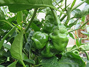 Peter Pepper