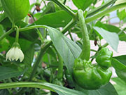 Peter Pepper