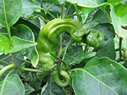 Peter Pepper