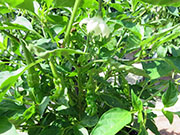 Peter Pepper