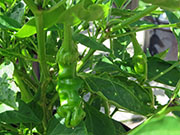 Peter Pepper