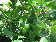 Peter Pepper