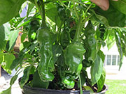 Peter Pepper