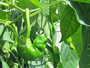 Peter Pepper