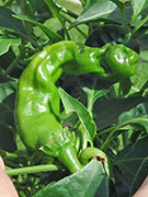 Peter Pepper