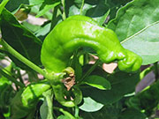 Peter Pepper
