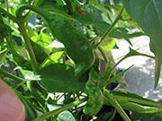 Peter Pepper
