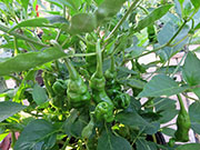 Peter Pepper