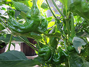 Peter Pepper