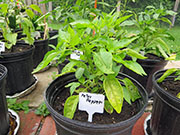 Peter Pepper