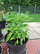 Peter Pepper