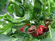 Peter Pepper
