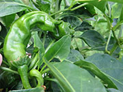 Peter Pepper