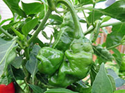 Peter Pepper