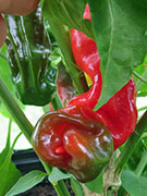 Peter Pepper