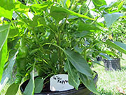 Peter Pepper