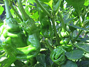 Peter Pepper