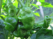 Peter Pepper