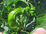 Peter Pepper
