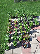 pots