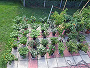 pots