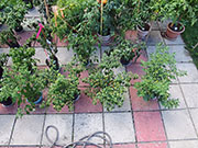 pots