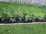 pots