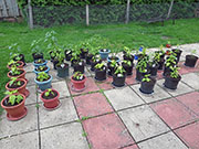 pots