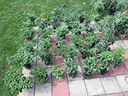 pots