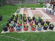 pots