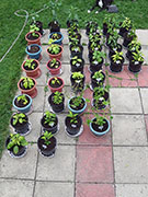 pots