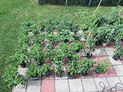 pots