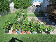 pots