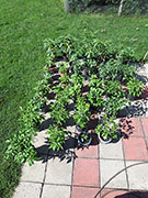 pots