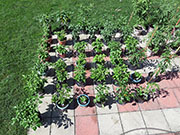 pots