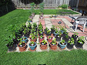 pots