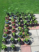 pots