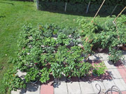 pots
