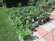 pots