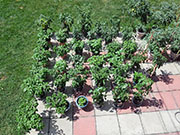 pots