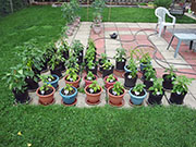 pots