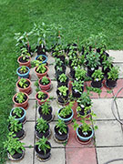 pots
