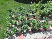 pots