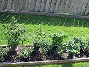 pots