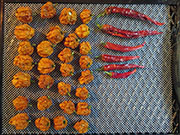 Séchage piments