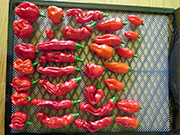 Séchage piments