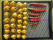 Séchage piments