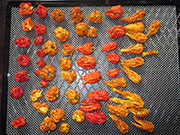 Séchage piments