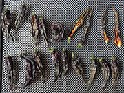 Séchage piments