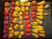 Séchage piments